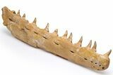 Mosasaur Jaw with Eleven Teeth - Morocco #225308-2